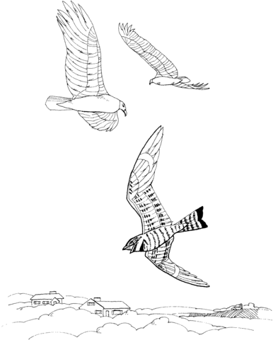 Turkey Vultures  Coloring Page